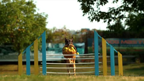 MISCHIEVOUS DOG AND ATHLETE