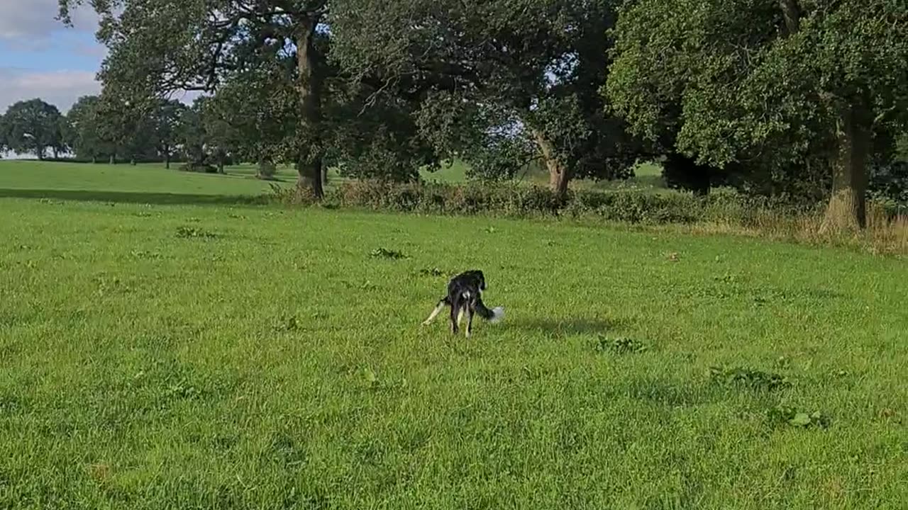 Mylo having an early morning walk