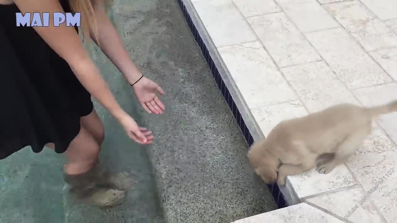 Beautiful and Cute Golden Retriever Puppies Compilation