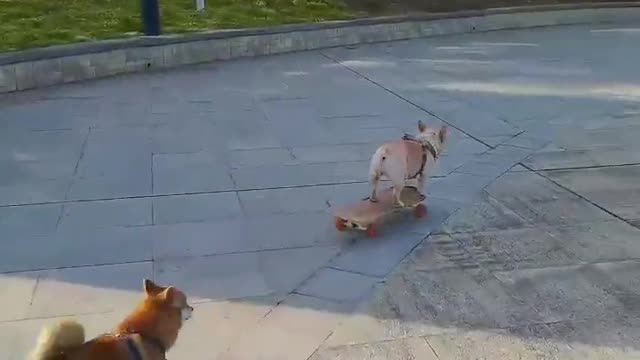 SkateDog-13