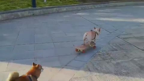 SkateDog-13