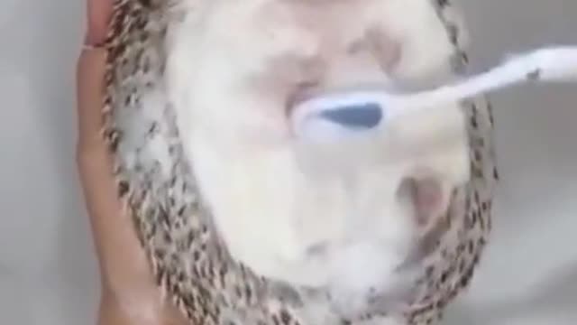 Bathing a hedgehog. Funny and clever animals. Nature.