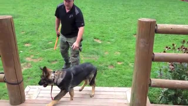 German Shepherd Dog Training and Mastering the Art of Attention in Only 1 Week