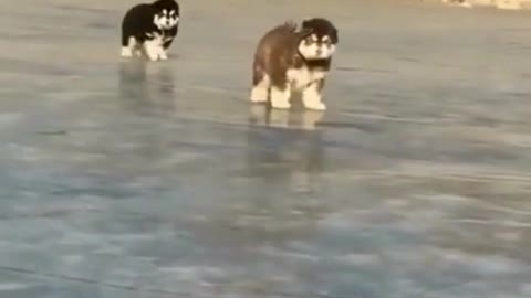 Dogs Funny Video