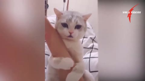 Cute CATS Funny Moments