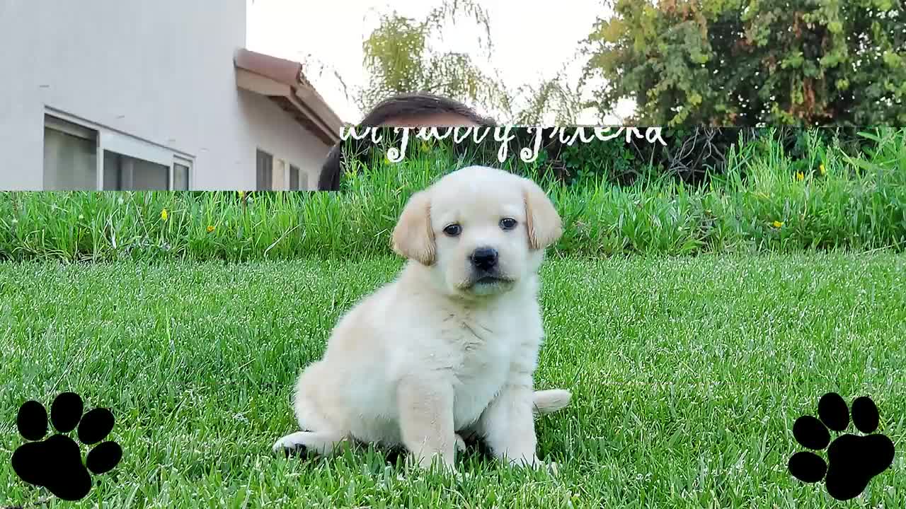 Labrador puppies learning skills./