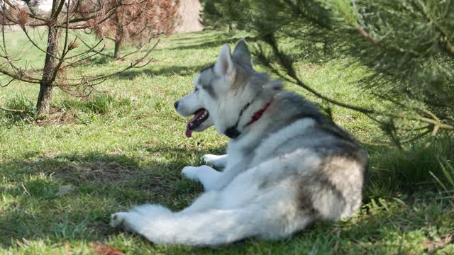 Husky Resting dog