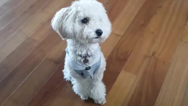 A dog moves slantwise again and again by a weird sound