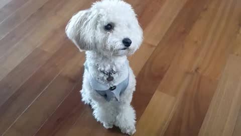 A dog moves slantwise again and again by a weird sound