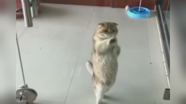 My cute kitty cat dance practice in my favorite song