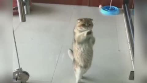 My cute kitty cat dance practice in my favorite song