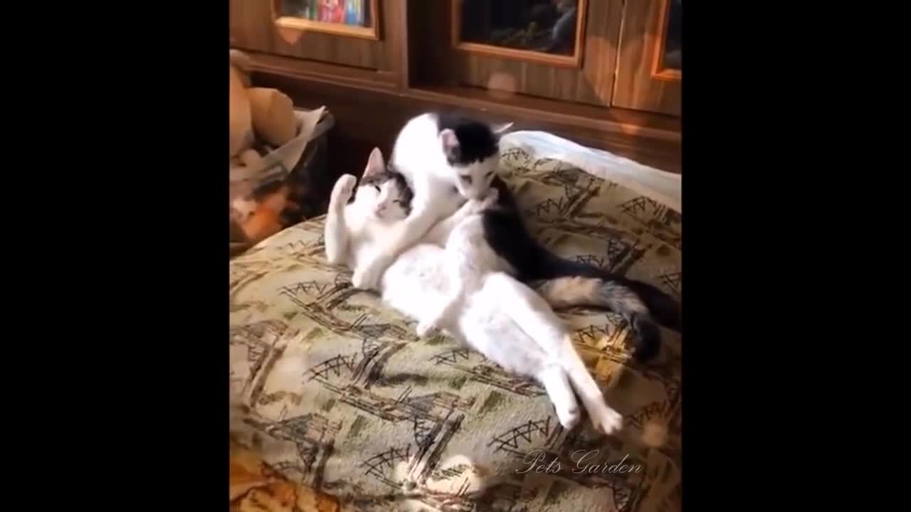 OMG So cute Cat's Best Funny Cat videos