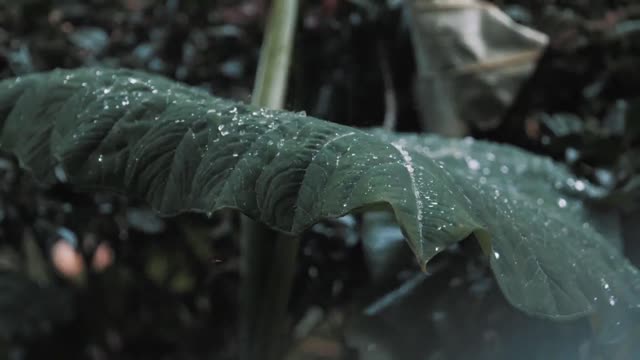 Fall asleep in 2 minutes with heavy rain and majestic thunder sounds at night