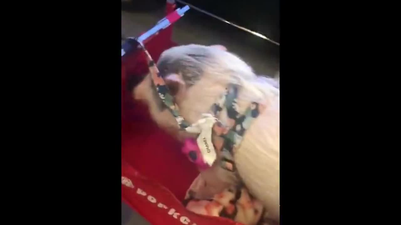 Pig in a stroller on Park Avenue