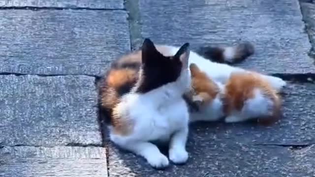 Cats playing