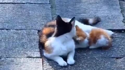 Cats playing