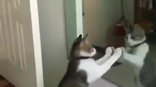 Cat Dance very funny