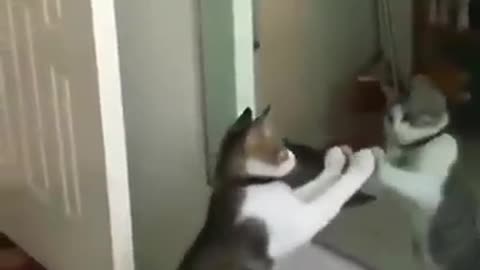 Cat Dance very funny