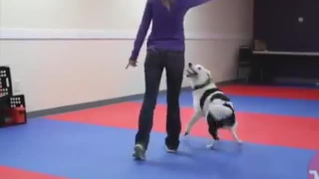 dog dance funny