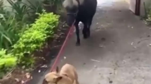 Have you ever seen a donkey walking