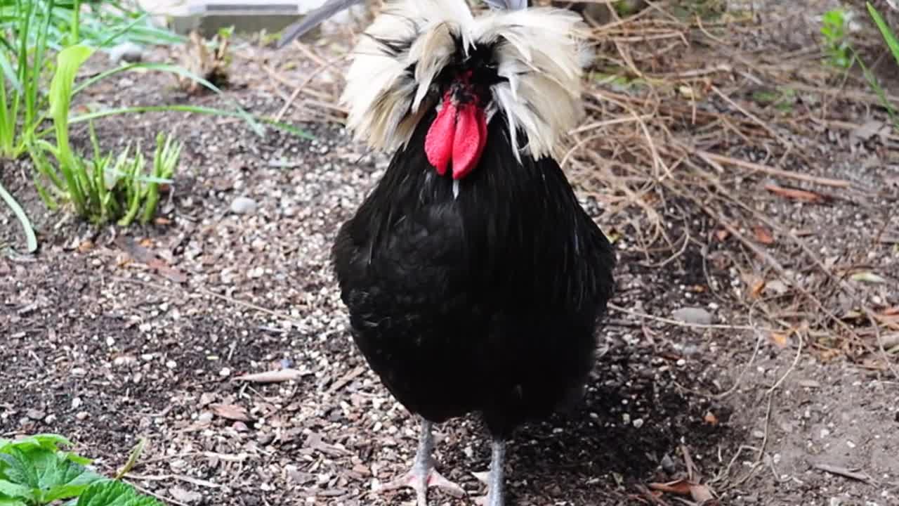 top 10 most strange chicken breeds