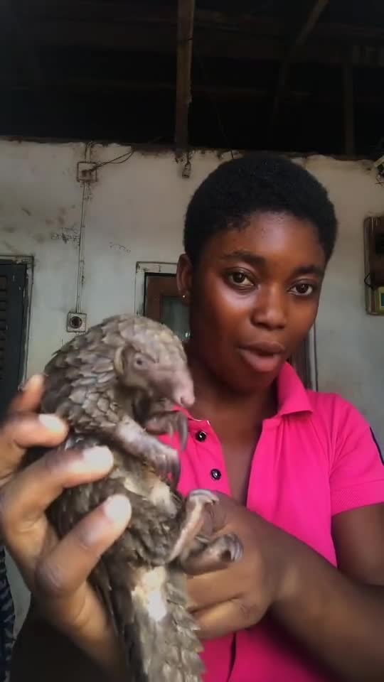 Dangerous Animal Lady