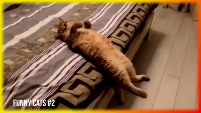 Funny cats #2