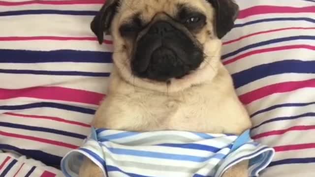 Grumpy pug blends in with stripey bed covers