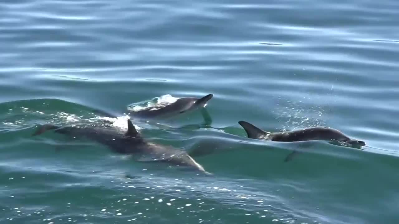 Amazing Dolphin Stock Footage