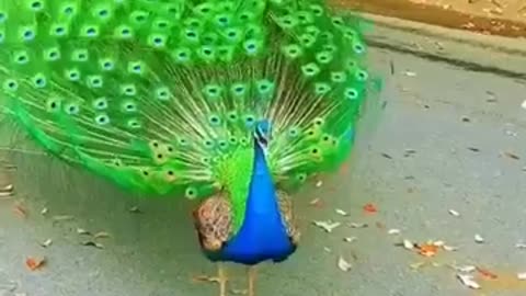 Peacock dancing_______nature beautiful