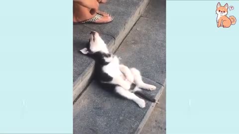 CUT dog puppies