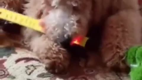 Funniest Animal videos 2024 Pets funny fails