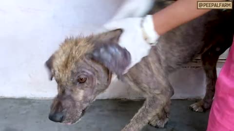 1.5 lakh ka Dog_ _ Why do people spend Lakhs of money to buy dogs_ _ Expensive Dog Adoption Story
