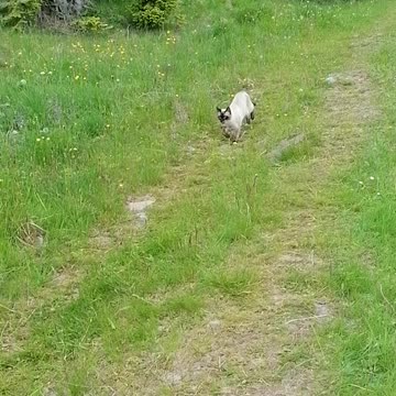 cat running to his hooman