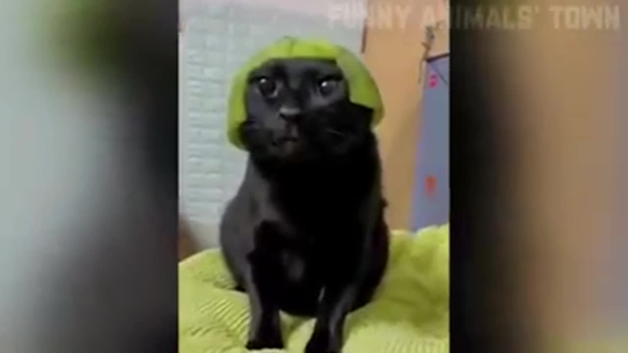 Funny animal video funny animal 🤣🤣🤣🤣 #comedy #viral #trending #funnyanimal