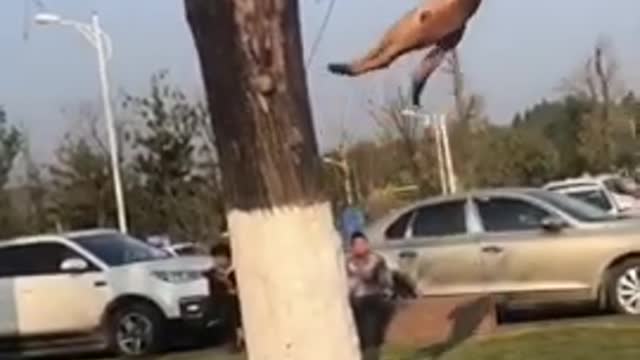 Dogs climbs tree to get toy