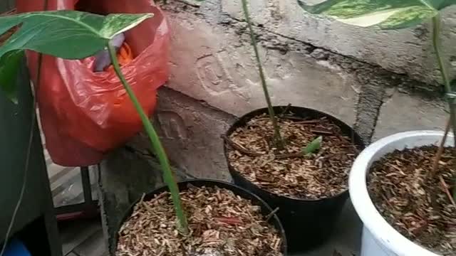 monstera varigata