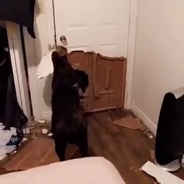 Dog decimates door in order to go outside