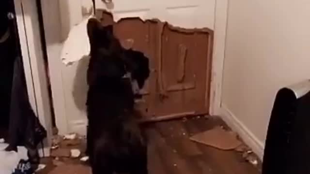 Dog decimates door in order to go outside