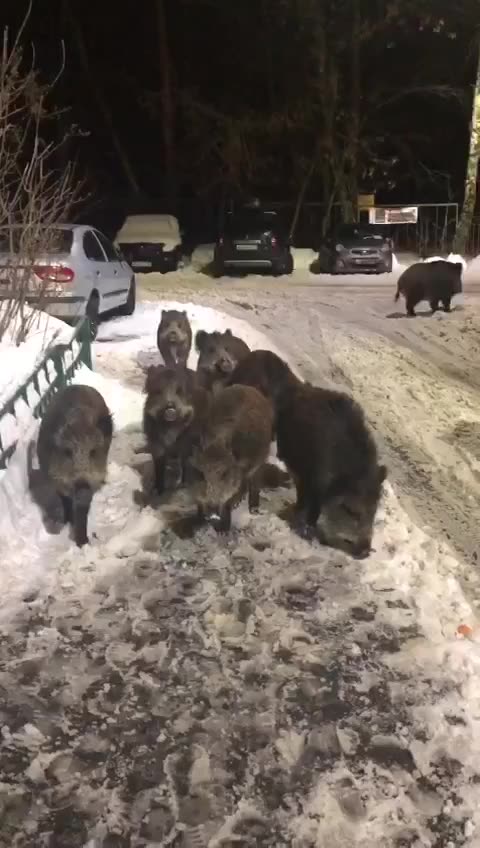 Wild boars in Moscow. Beautiful and very humble 😊