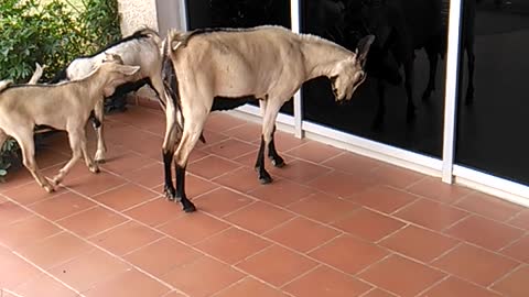 funny goat fighting a mirror