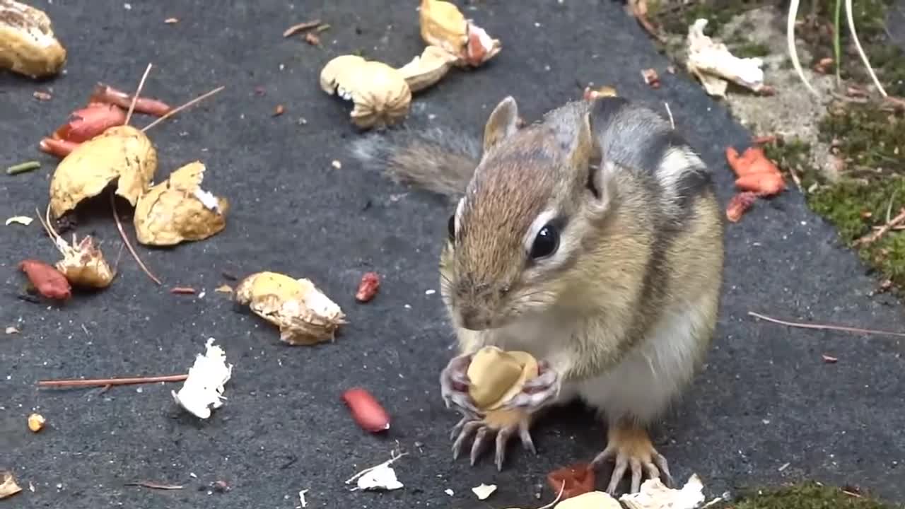 Funny Chipmunk Videos