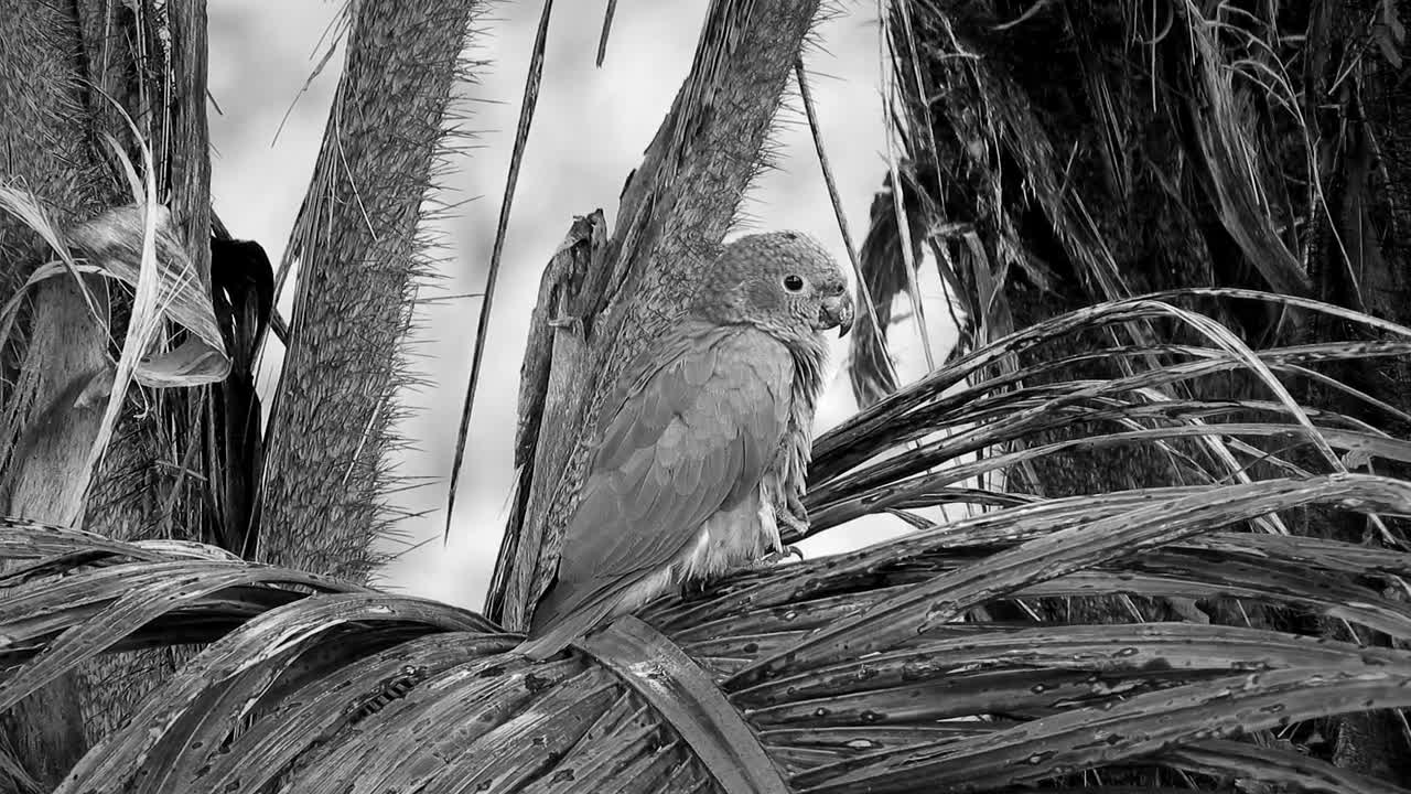 black and white parrot. #parrot