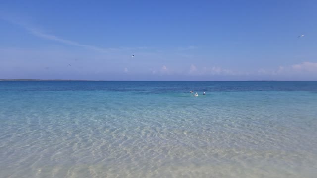 Cuba - Pelicans diving for fish