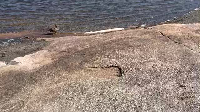 DUCKLINGS MAKING A BREAK FOR IT 😂