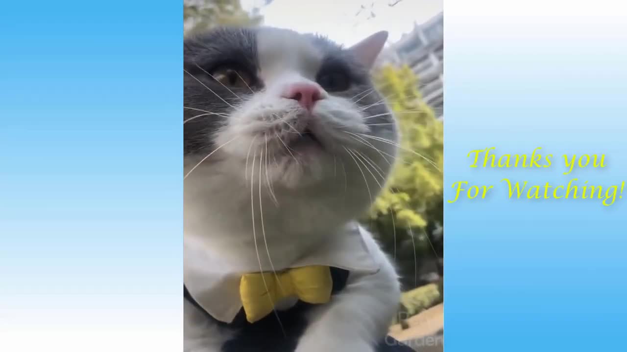 Best Funny Animals Compilation 2021 | You Will Get Stomachach from Laughing