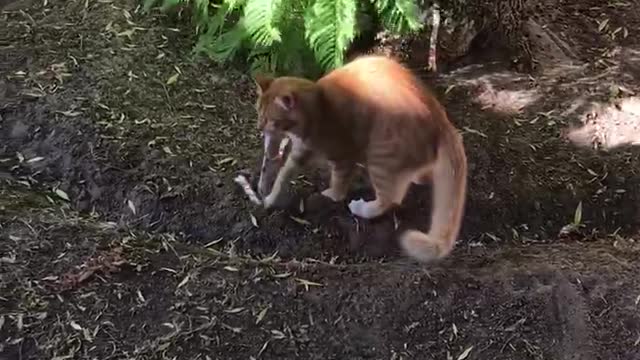 Cat catches dressing gown belt in tree