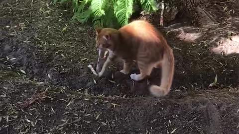 Cat catches dressing gown belt in tree