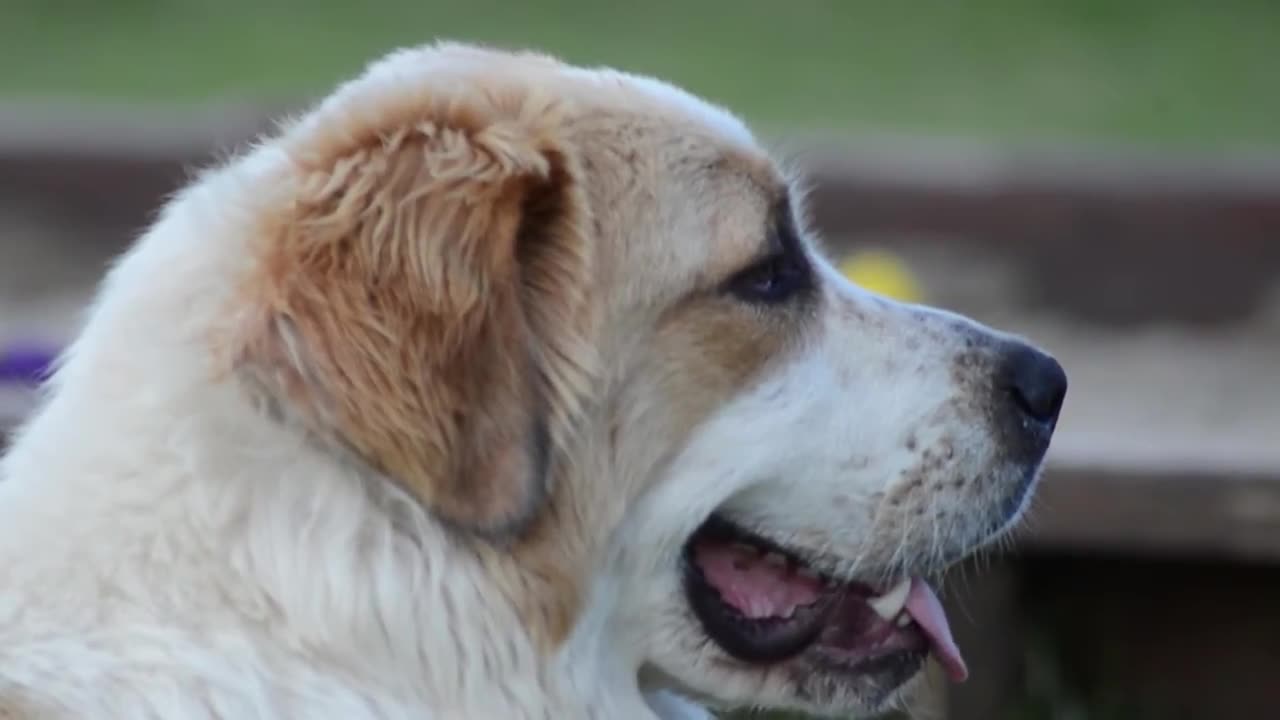 Young St Bernard Dog Footage