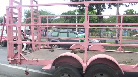 Elefante suelto en Managua-Nicaragua